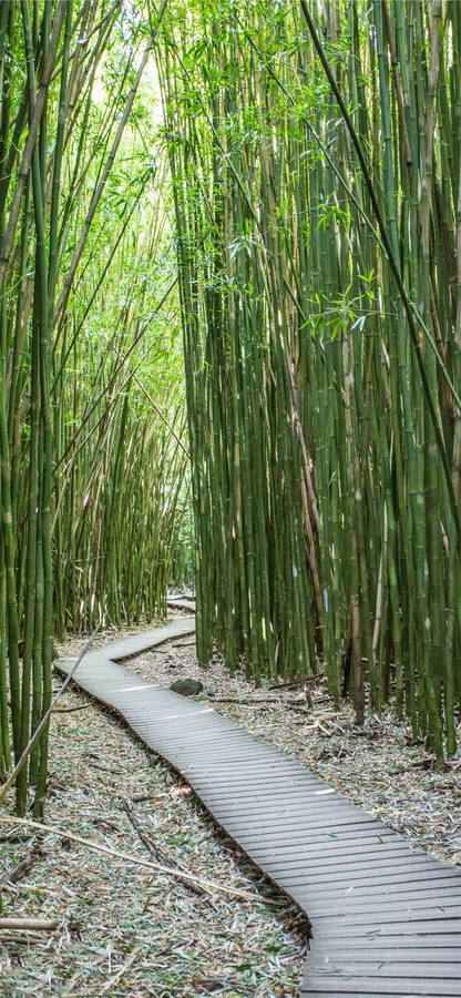 Paved Bamboo Trail Iphone Wallpaper