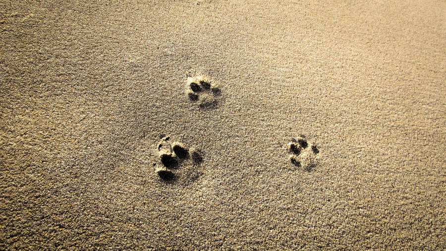 Paw Prints On The Sand Wallpaper