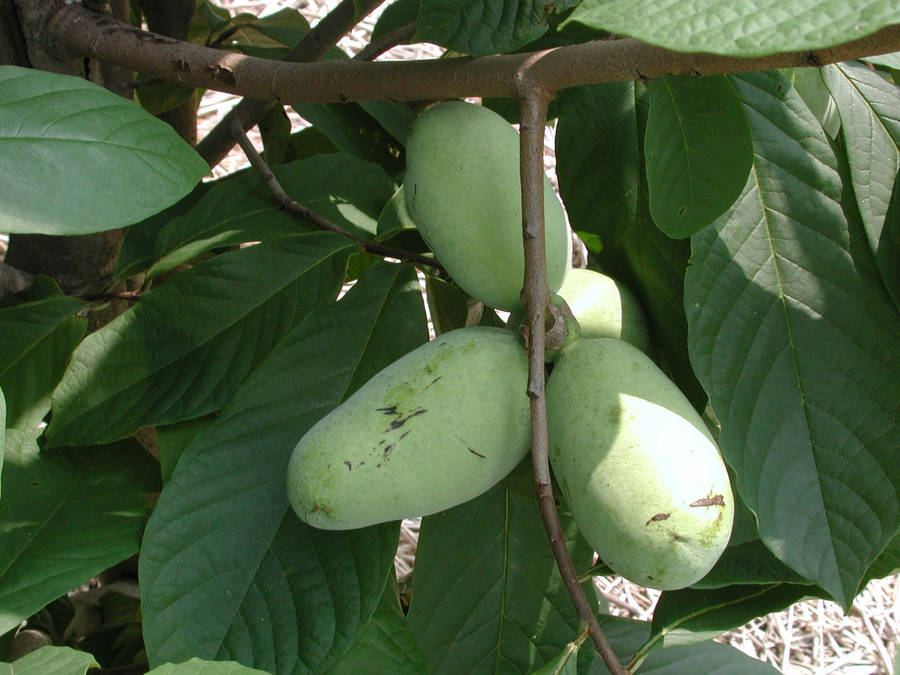 Pawpaw Gorgeous Fruit Tree Wallpaper