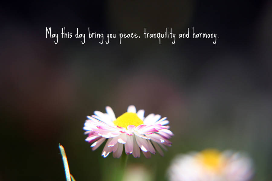 Peace Tranquility Harmony Wallpaper