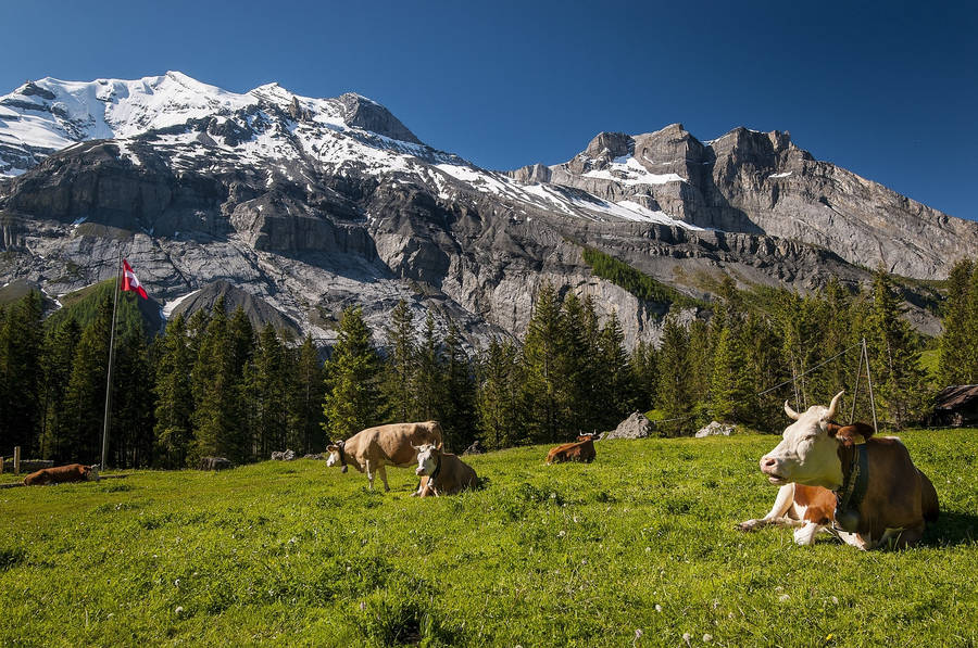 Peaceful Grazing In The Swiss Alps Wallpaper