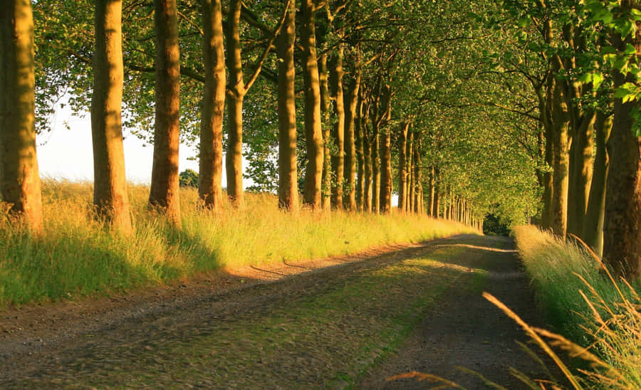 Peaceful Park Trail Sunny Day Wallpaper