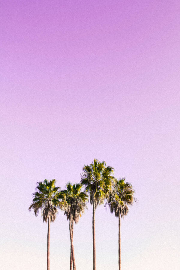 Peaceful Pastel Pink Sky Wallpaper