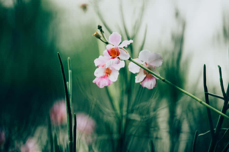 Peaceful Relaxing Tiny Flowers Wallpaper