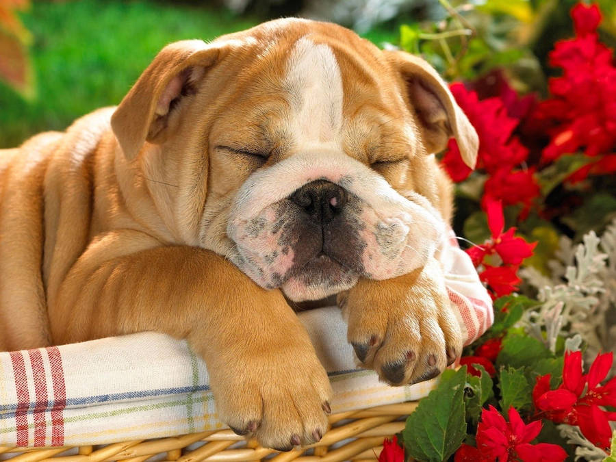 Peaceful Slumber Of An English Bulldog Wallpaper