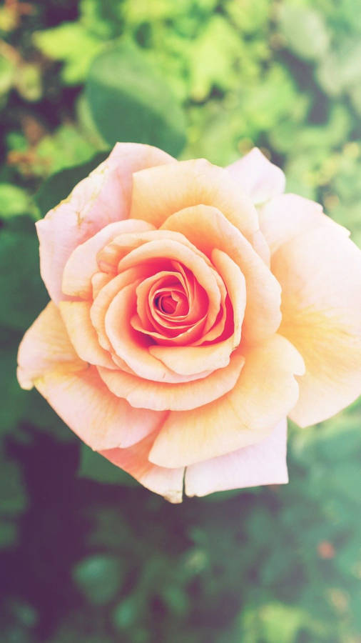 Peach-colored Rose Iphone Wallpaper