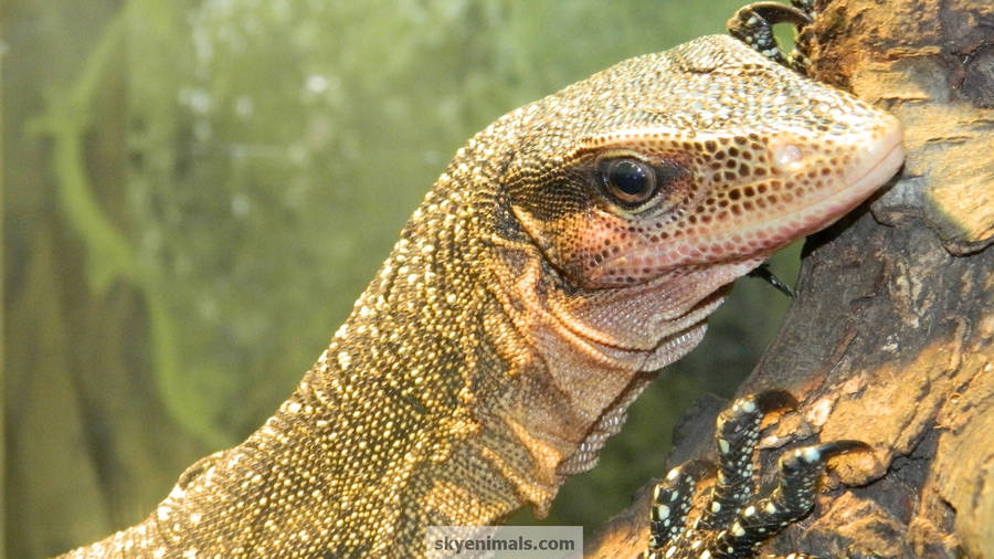 Peach Throated Monitor Lizard Resting Wallpaper