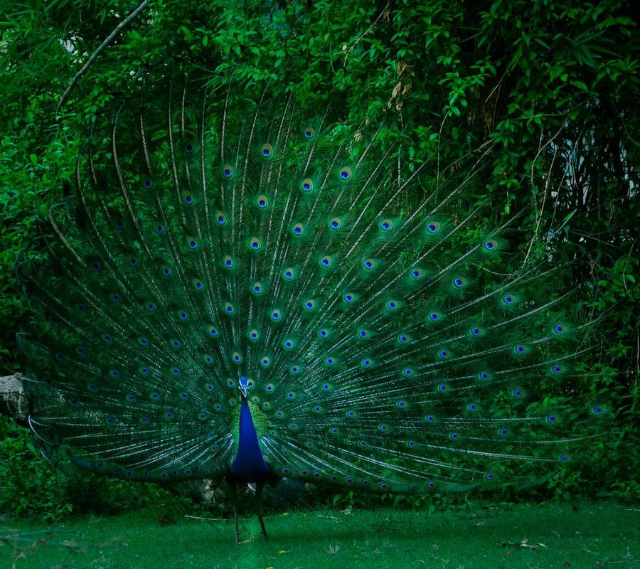 Peacock Image: Hd Picture & Photo Wallpaper