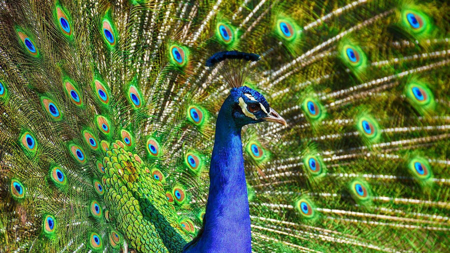 Peacock Side Profile Wallpaper
