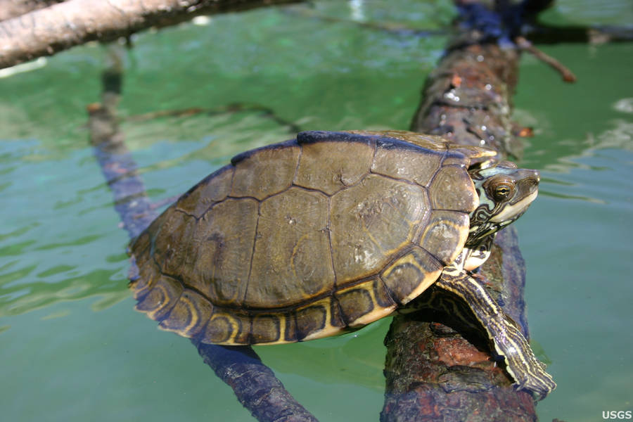 Pearl River Map Turtle Resting Peacefully Wallpaper