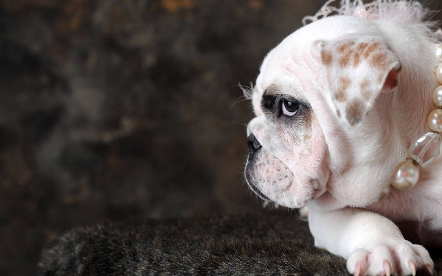 Pearly English Bulldog Wallpaper