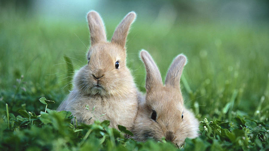 Peeking Brown Bunnies Wallpaper