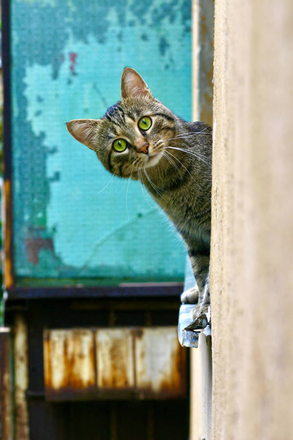 Peeking Cute Tabby Cat Pfp Wallpaper