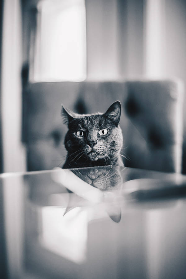 Peeping Gray Cat Wallpaper