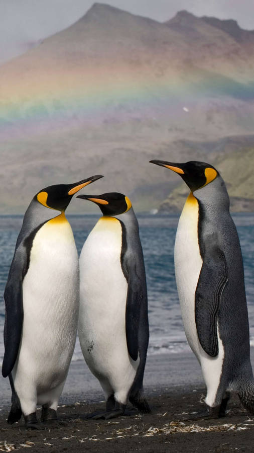 Penguins Standing 2160x3840 Wallpaper