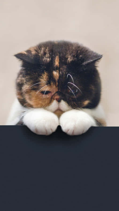 Pensive Exotic Shorthair Cat Wallpaper