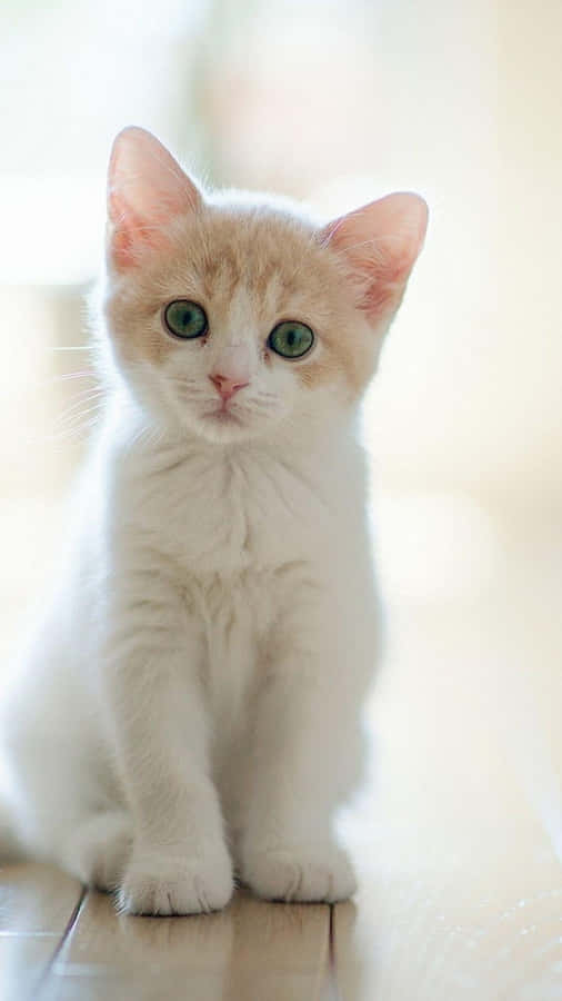 Pensive White Kitten Portrait.jpg Wallpaper