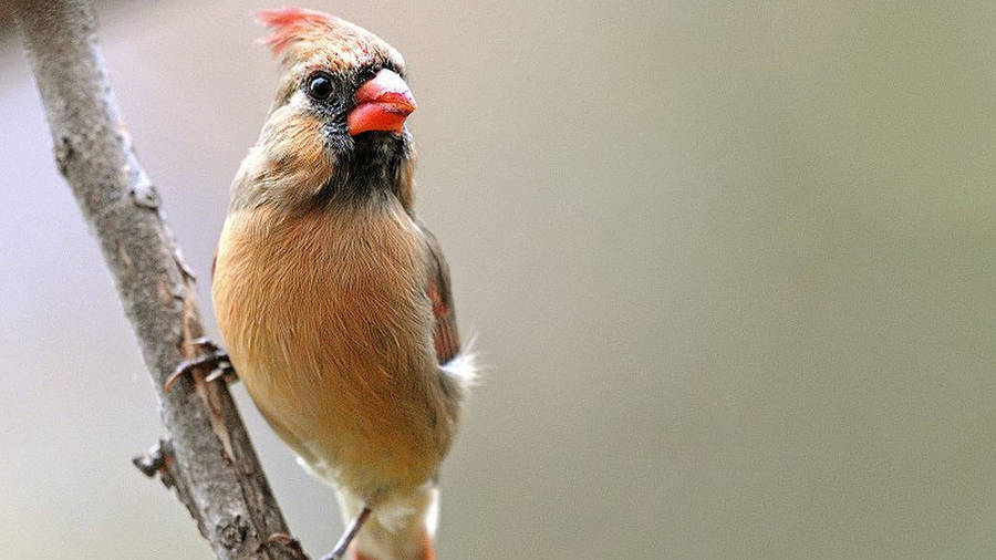 Perched Female Cardinal Wallpaper