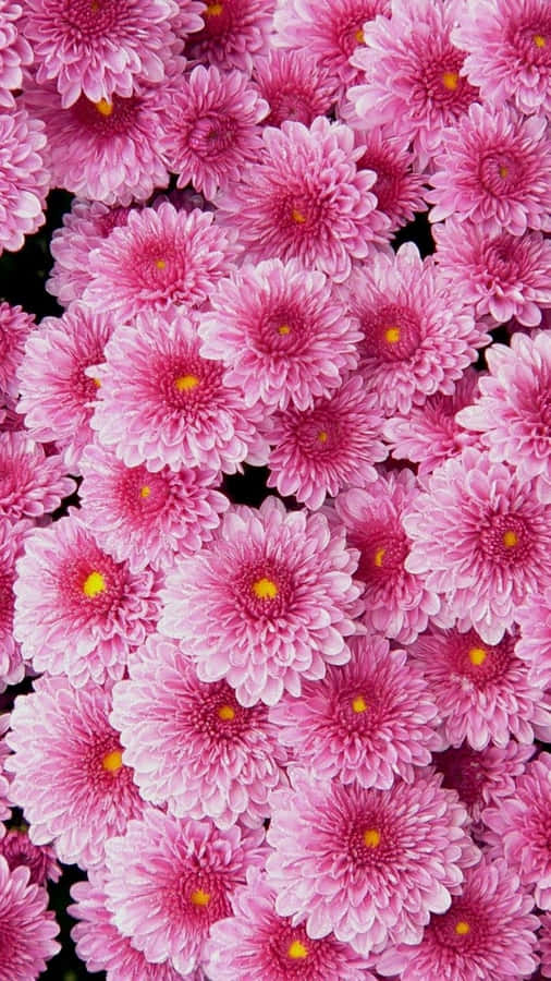 Perfectly Framed: An Up-close Look At A Pink Flower Wallpaper