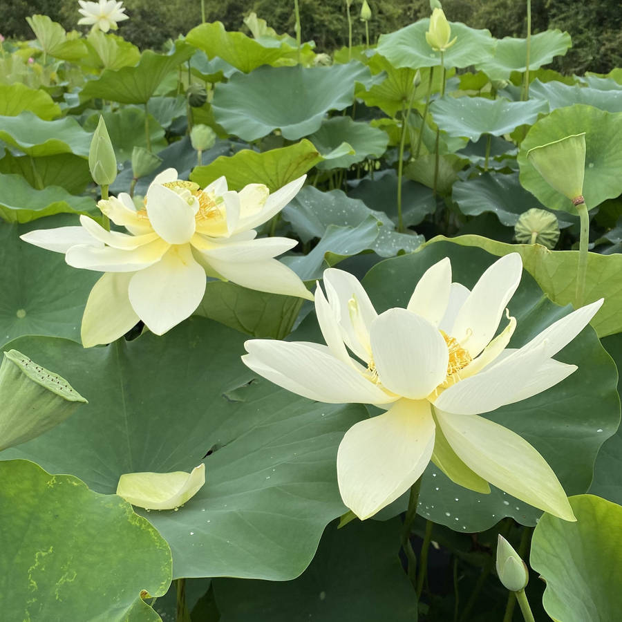 Perry's Giant Sunburst Lotus Flower Wallpaper