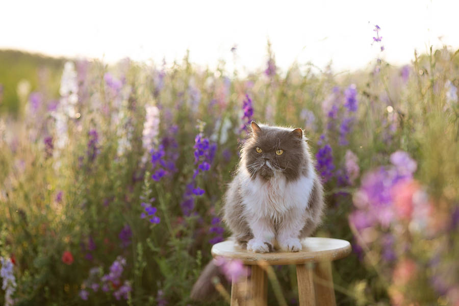 Persian Cute Cat Aesthetic Wallpaper