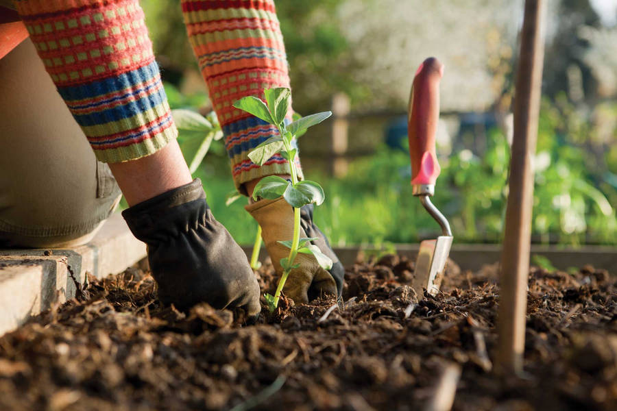 Person's Hand Gardening Wallpaper