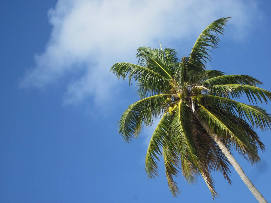 Perspective Photograph Of Coconut Tree Wallpaper