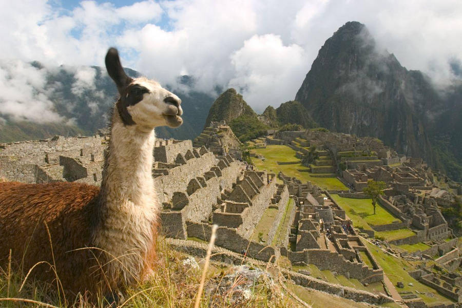 Peru Llama In Machupicchu Wallpaper