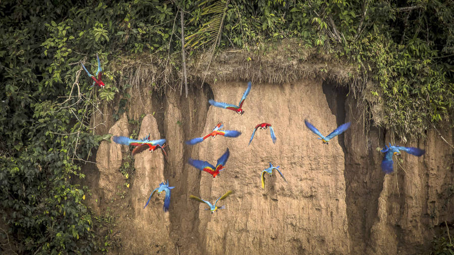 Peru Tropical Rainforest Wallpaper