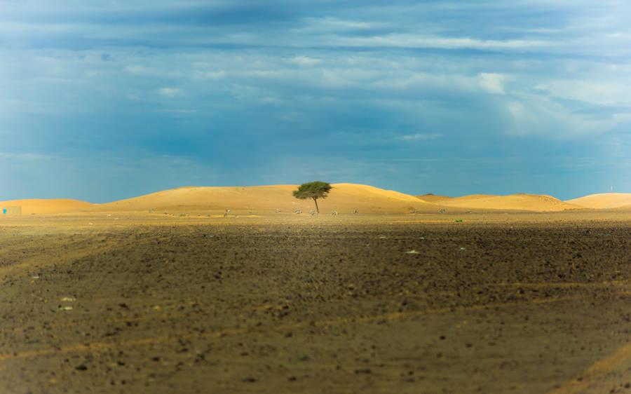 Pessimistic Lone Tree Wallpaper