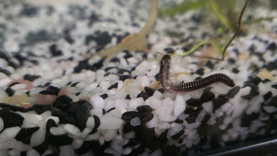 Pet Millipede In An Aquarium Wallpaper