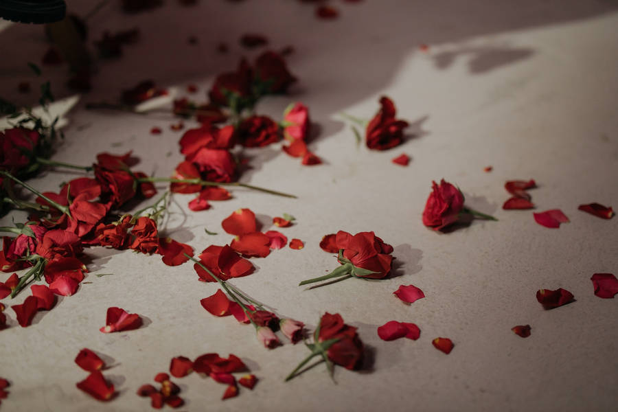 Petals Red Roses Wallpaper