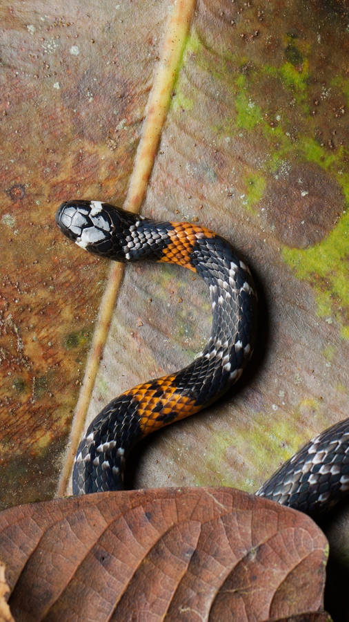 Philippine False Coral Snake On Dried Banana Leaf Wallpaper