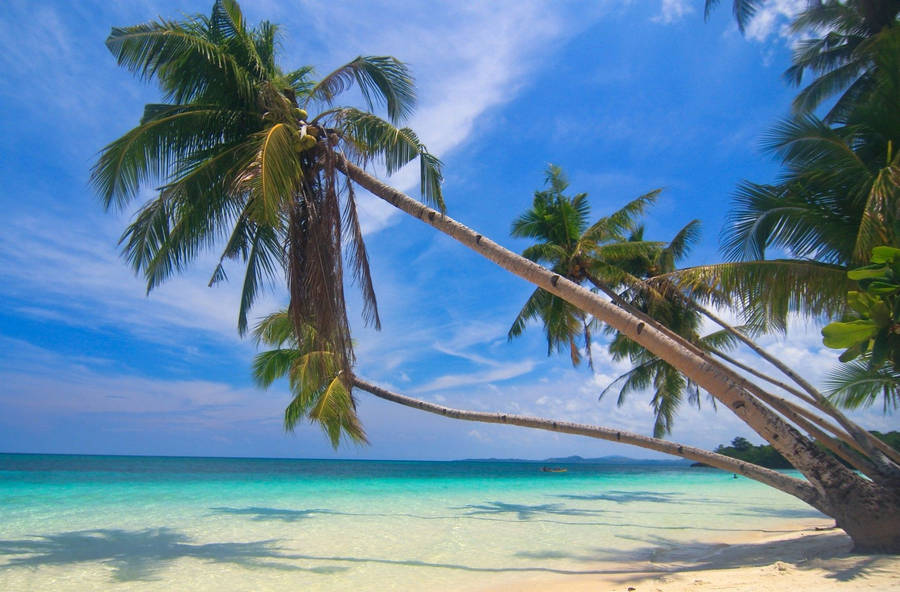 Philippines Palm Tree On The Beach Wallpaper