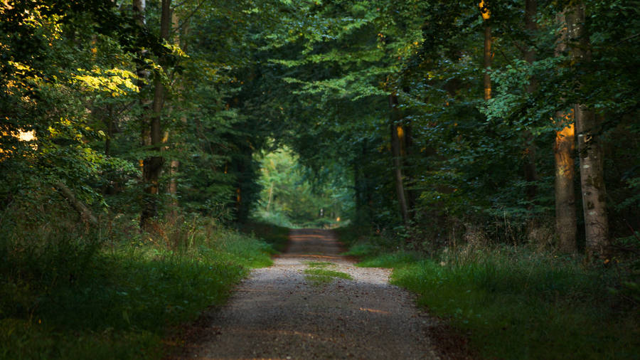 Photo Of Pathway Between Trees Wallpaper