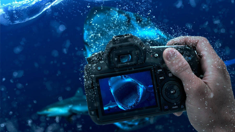 Photographer Shark Photo Wallpaper