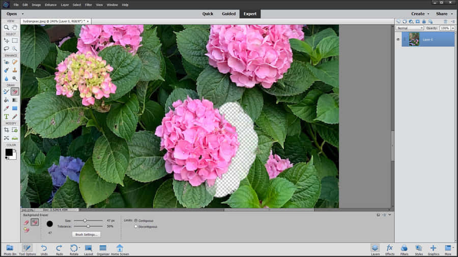 Photoshop Pink Flowers And Green Leaves Wallpaper