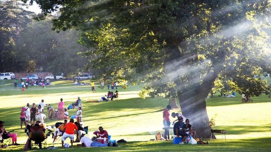 Picnic Under The Sunny Sky Wallpaper