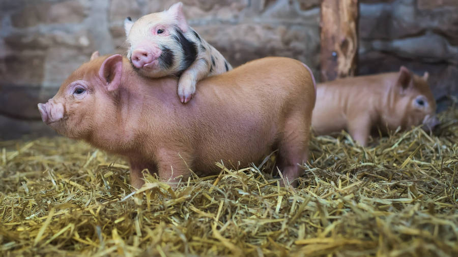 Pigs On Dried Hay Wallpaper