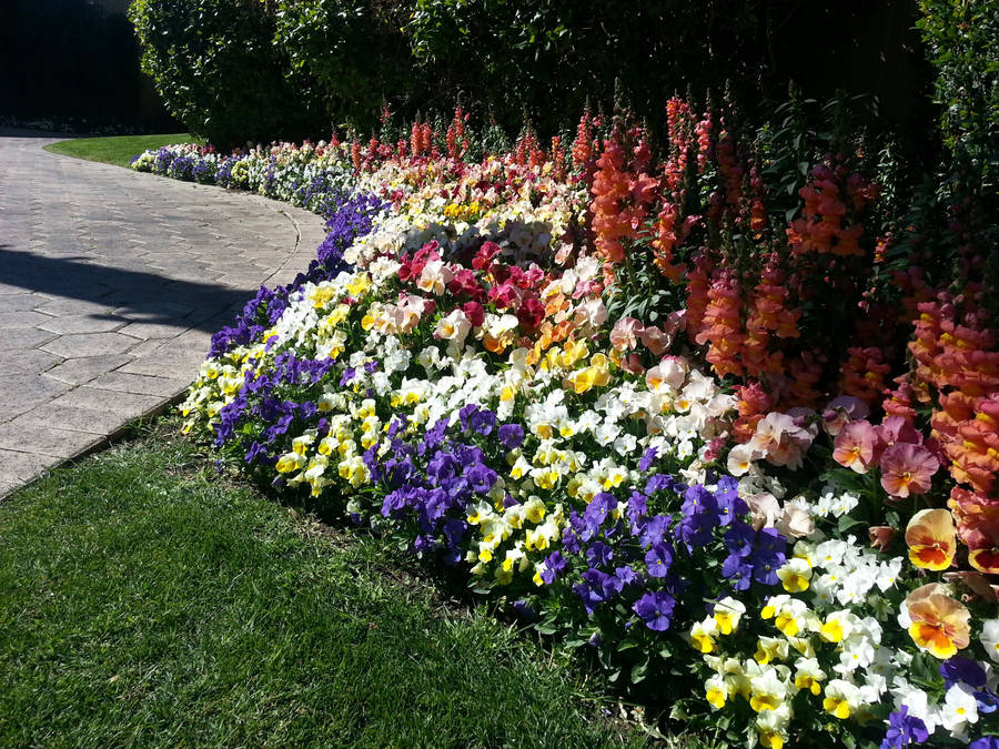 Pile Of Stunning Pansy Garden Wallpaper