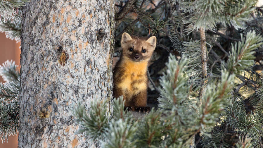 Pine_ Marten_ Peeking_ From_ Tree Wallpaper