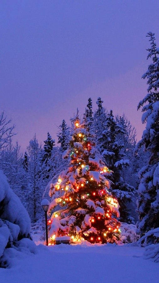 Pine Tree Christmas Light Winter Iphone Wallpaper