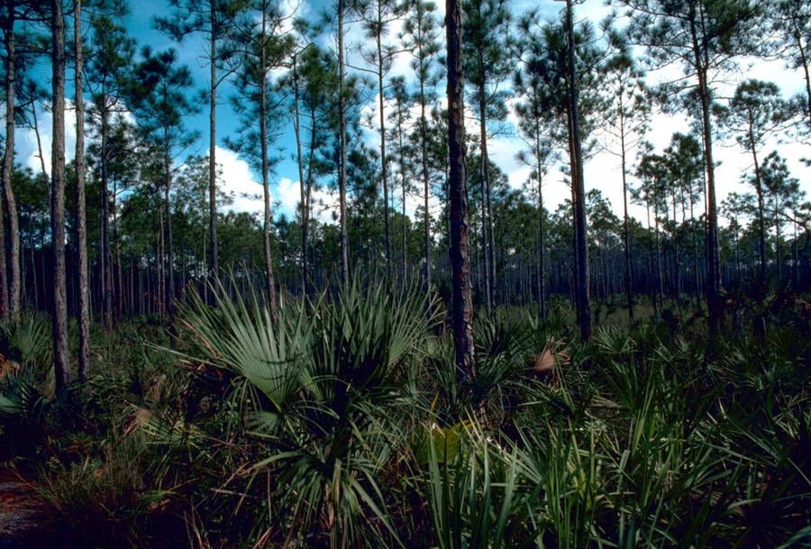 Pinelands At Everglades National Park Wallpaper