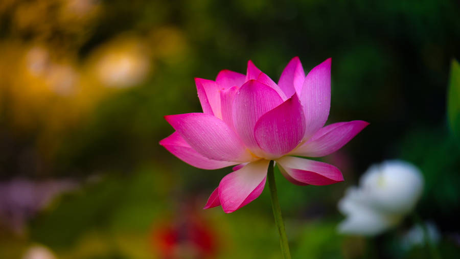 Pink 1920x1080 Hd Flower Wallpaper