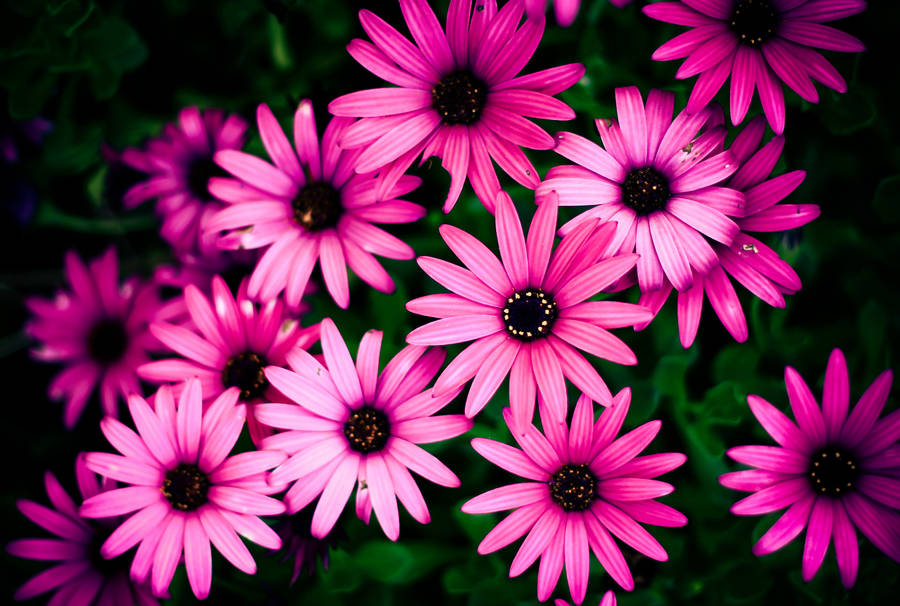 Pink African Daisy Flowers Wallpaper