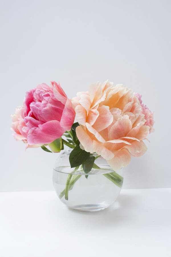 Pink And Orange Peony Flowers Wallpaper