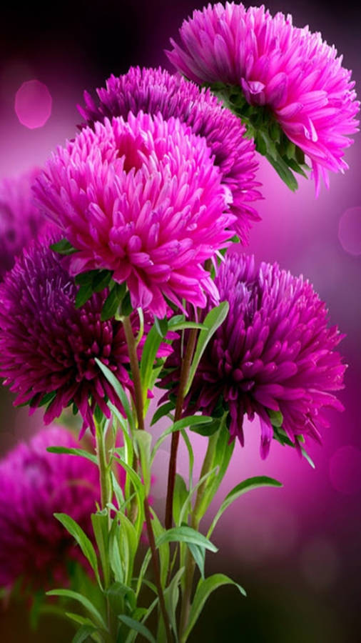 Pink Aster Flower Mobile Wallpaper