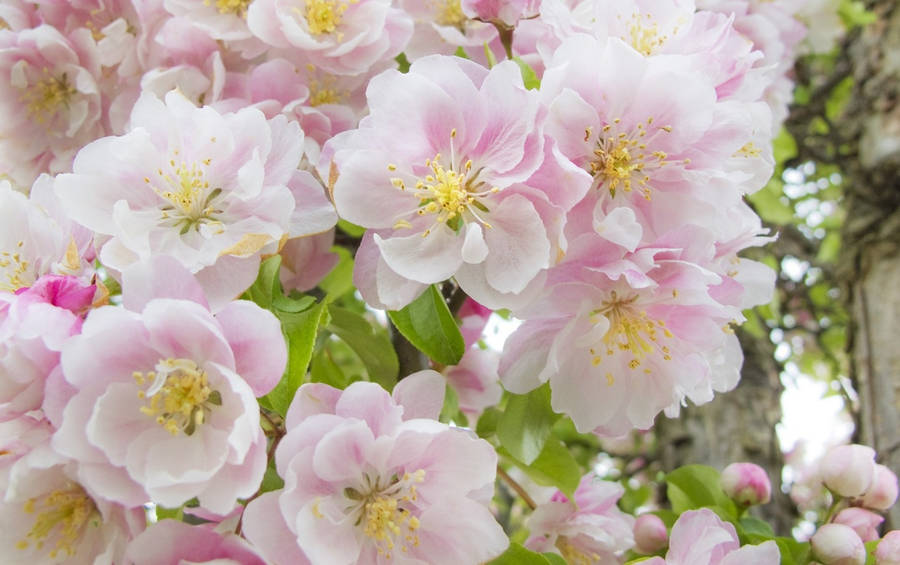 Pink Betchel's Crabapple Apple Flower Wallpaper