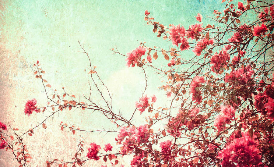 Pink Blossoms Vintage Aesthetic Pc Wallpaper