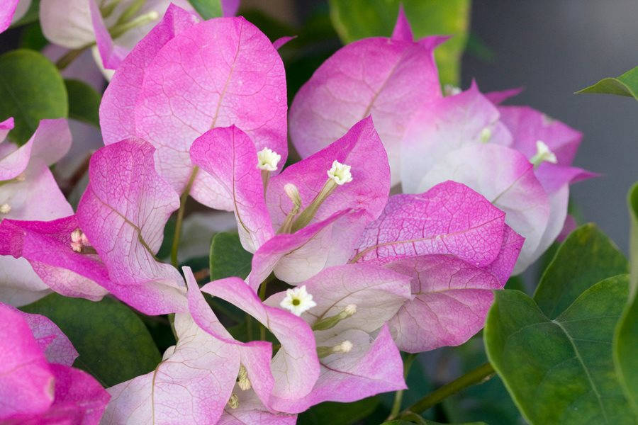 Pink Bougainvillea Flowers Wallpaper